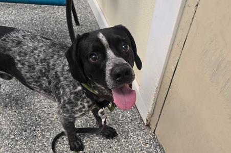 Hershey (Percy), Mixed Breed, adult, available for adoption
