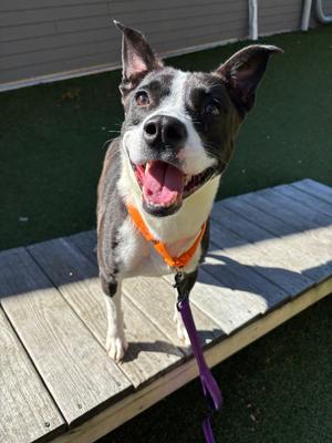 Gigi, Pit Bull Terrier, young, available for adoption