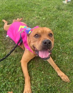 A brown dog wearing a pink vest with a rainbow design, lying on grass and looking at the camera with its tongue out.