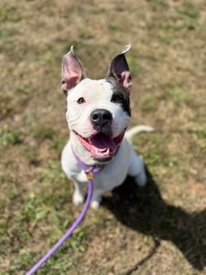 A white dog with black markings on its face and ears, wearing a purple leash, sitting on grass and looking up with its mouth open in a happy expression.