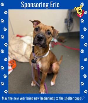 Eric, Pit Bull Terrier Mix, adult, available for adoption