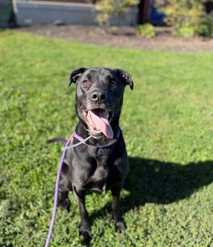 Bogart, Mixed Breed, adult, available for adoption