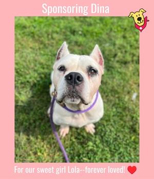 Dina, American Pit Bull Terrier Mix, senior, available for adoption