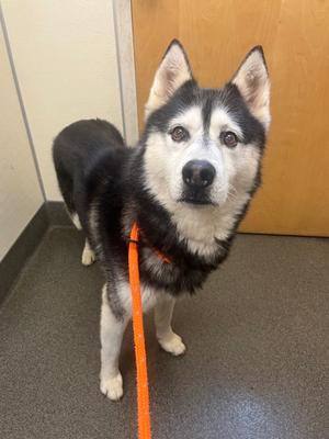 Casper, Siberian Husky, adult, available for adoption