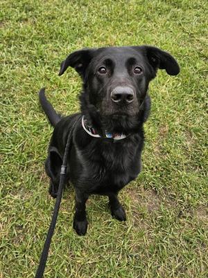 Buster, German Shepherd Dog and Labrador Retriever, adult, available for adoption