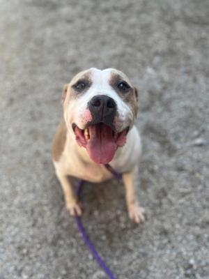 A happy dog with a white and brown coat, sticking out its tongue, sitting on a concrete surface with a purple leash attached.