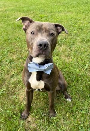 Barney, Pit Bull Terrier Mix, adult, available for adoption