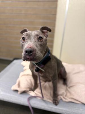 Banksy, American Staffordshire Terrier Mix, senior, available for adoption