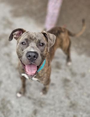 A brown and white dog with a blue collar, looking up with its mouth open and tongue out.