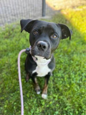 Apollo, Boxer Mix, young, available for adoption