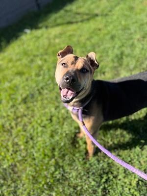Delilah, Chinese Sharpei Mix, adult, available for adoption