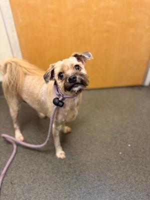 Babz, Mixed Breed, adult, available for adoption