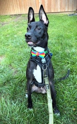 Dalton, Mixed Breed, adult, available for adoption