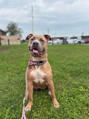 Caramel, American Pit Bull Terrier Mix, young, available for adoption