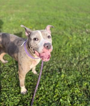 A brown and white pit bull terrier with a purple collar standing on a grassy field, looking up with its mouth open and tongue out.
