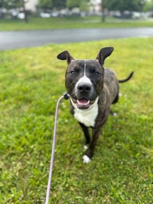 Dale, Pit Bull Terrier Mix, adult, available for adoption
