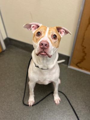Baby, Pit Bull Terrier Mix, senior, available for adoption