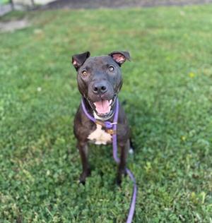 A black and white dog with a purple collar and leash is sitting on a grassy field, looking up with its mouth open and tongue out.