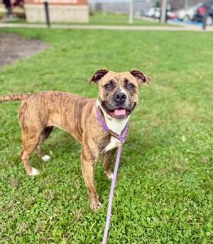 A brown and white brindle dog with a purple collar and leash standing on a grassy field.