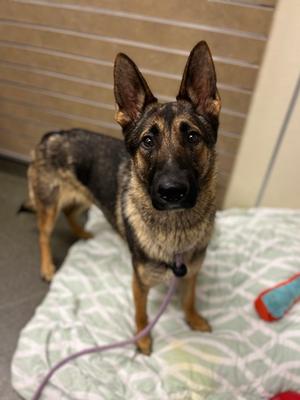 Chief, German Shepherd Dog, adult, available for adoption