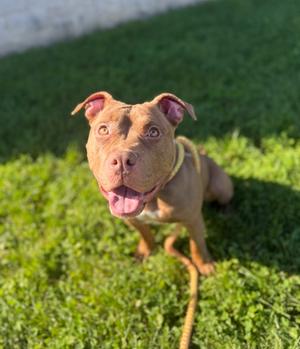 Brittany, Pit Bull Terrier Mix, adult, available for adoption