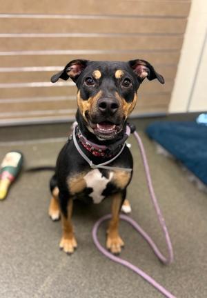 Coco, Mixed Breed, young, available for adoption