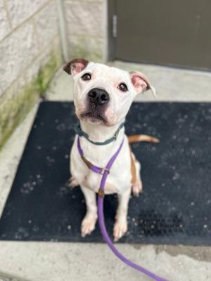 Brooke, Pit Bull Terrier Mix, adult, available for adoption