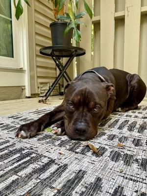 Carson, American Pit Bull Terrier Mix, adult, available for adoption