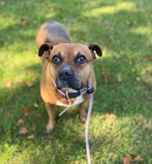 A brown dog with a black muzzle and floppy ears standing on a grassy lawn, looking up at the camera with a leash attached to its collar.
