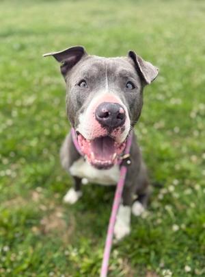 Aries, American Pit Bull Terrier Mix, adult, available for adoption