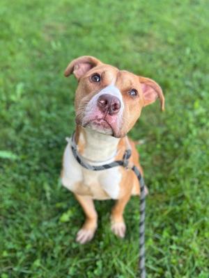 A brown and white dog with floppy ears and a black collar is sitting on green grass, looking up at the camera.