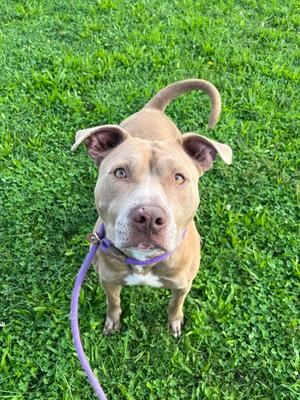 Benson, American Pit Bull Terrier Mix, adult, available for adoption