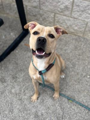 A happy tan dog with a black nose and floppy ears is sitting on a concrete surface, wearing a blue harness and leash. The dog is looking up with its mouth open, showing its teeth and tongue.