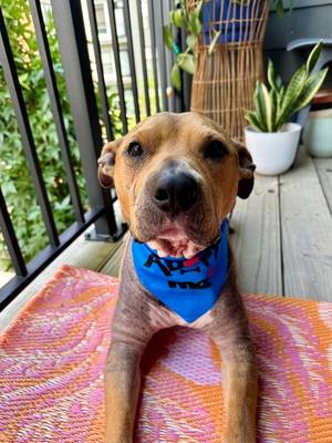 Damon, Pit Bull Terrier Mix, adult, available for adoption