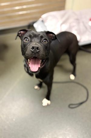 Echo, Mixed Breed, young, available for adoption