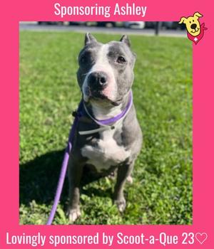 Ashley, Pit Bull Terrier Mix, adult, available for adoption