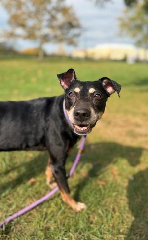 Daphne, Mixed Breed, senior, available for adoption