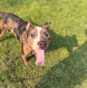 A brown and black dog with a pink tongue sticking out, standing on a grassy field.