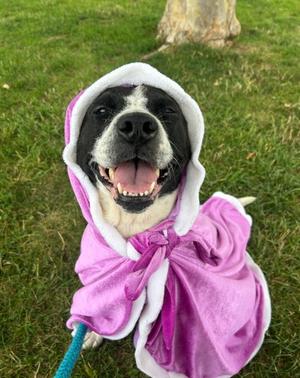 Daisey Mae, Mixed Breed, senior, available for adoption