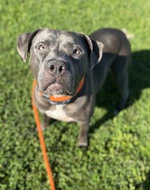 Diesel, Pit Bull Terrier Mix, adult, available for adoption