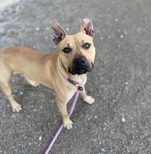 A light brown dog with a black muzzle and ears, wearing a pink collar and leash, standing on a paved surface.