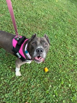 Diamond, American Pit Bull Terrier Mix, senior, available for adoption
