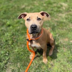 A brown dog with a black nose and expressive eyes, wearing an orange collar and leash, sitting on a grassy field.