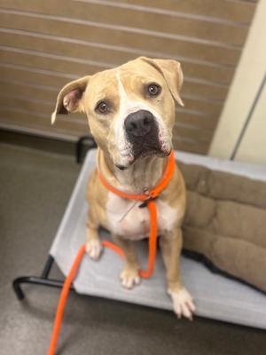 Clara, American Pit Bull Terrier Mix, adult, available for adoption