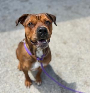 Charlee, Mixed Breed, adult, available for adoption