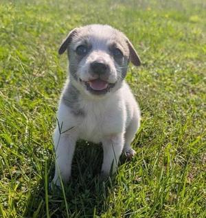 Winnie, Terrier, puppy, available for adoption