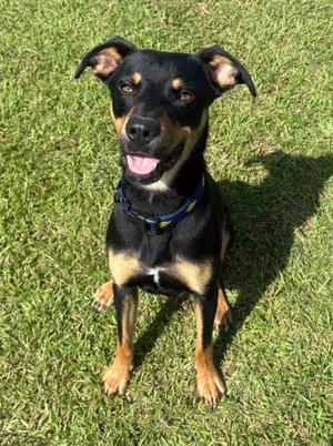 Diesel, Rottweiler, young, available for adoption