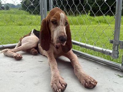 Ranger, Hound, young, available for adoption