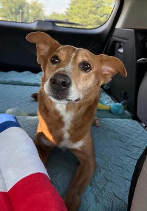 Paul, Labrador Retriever, adult, available for adoption