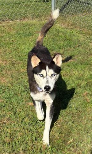 Journee, Husky, young, available for adoption
